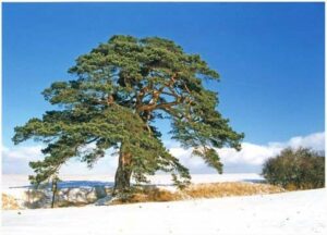 Questa immagine ritrae una splendida vista di un magnifico paesaggio con un pino silvestre e una quercia che si stagliano orgogliosi contro il tronco dalbero Una ricca vegetazione di conifere circonda questo splendido scenario, rendendolo uno spettacolo naturale di bellezza e serenità