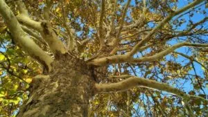 Questa immagine mostra uno splendido albero di Himalaya in una foresta allaperto, con una quercia, un tiglio, un fusto e abbondante vegetazione Uno spettacolare esempio della bellezza della natura