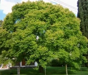 Questa immagine mostra una vista panoramica di unarea montana ricca di vegetazione con alberi di olmo, betulla, quercia, tiglio e acero Una magnifica passeggiata tra la natura che ci regala la bellezza di una BirchPianta