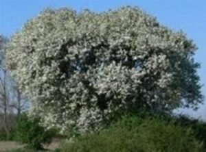 Queste foto mostra un magnifico ecosistema naturale, costituito da una ricca vegetazione di alberi, come il pero selvatico, la quercia, il tiglio, e cespugli di siepi e boschetti Il tutto è arricchito da fiori di ogni tipo e dalle tante specie che popolano questo meraviglioso bosco