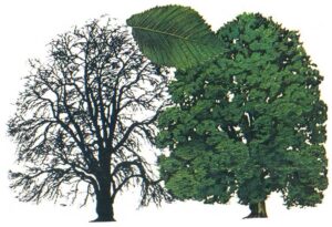 Una fotografia che mostra la ricca vegetazione delle montagne un meraviglioso olmo, una maestosa quercia, un tiglio elegante, un albero conifero, un tronco dalbero nodoso e una varietà di foglie Unimmagine che cattura la bellezza della natura