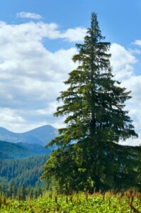 Un cespuglio di abete rosso in un bosco, circondato da altri alberi coniferi, che creano una bellissima vista di vegetazione all'aperto