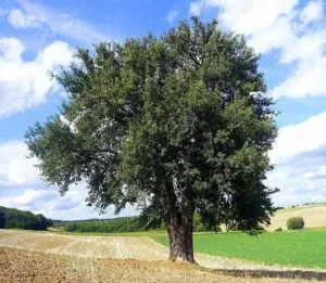 Questa immagine ritrae la vegetazione di una foresta in cui è possibile ammirare una varietà di alberi, come un pero selvatico, una quercia, un sicomoro e una pianta Esplora la bellezza della natura con questa straordinaria vista!