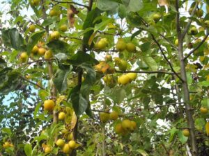 Un albero selvatico ricco di prodotti naturali come frutta e verdure, tra cui mele, pere e cachi, che offre una deliziosa fonte di cibo per le persone e di vegetazione per lambiente