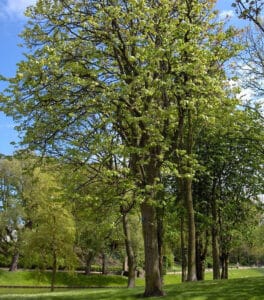 Immagine che ritrae un tiglio del Danubio in un parco boscoso, con un tronco di quercia, un tronco di pino e una ricca vegetazione di erba Uno scenario idilliaco in cui alberi di quercia e di pino, insieme al tiglio del Danubio, creano una lussureggiante selva