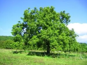 Questa immagine raffigura una varietà di alberi tipici della natura allaperto, tra cui vecchie querce, tigli, noci comuni, alberi di mele e prati rigogliosi Unesperienza di pace e tranquillità in mezzo a una ricca vegetazione