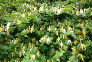 Una pianta di caprifoglio con le sue foglie verdi e i suoi delicati fiori bianchi che incorniciano i frutti di questa pianta da frutto Una vegetazione rigogliosa che porta a casa dolci e saporiti frutti
