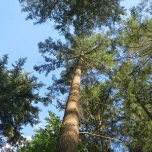 Questa immagine mostra una bellissima composizione di diversi alberi coniferi, tra cui un abete Douglas, un cedro, un pino ed una sequoia Questa varietà di alberi è una tipica caratteristica della vegetazione boschiva, dando vita a uno scenario di grande bellezza e serenità