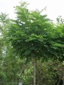 Un albero di Robinia in una ricca vegetazione verde, allaperto, con le sue foglie che disegnano la natura La GreenPianta per rendere lambiente più fresco e salubre
