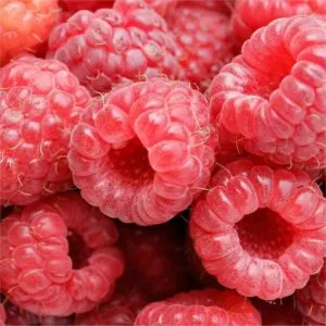 Questa immagine ritrae una bacca di lampone, un alimento salutare e nutriente prodotto da una pianta Il frutto è di un bel color rosa ed è accompagnato da un fiore bianco, la cui forma ricorda quella di una rosa Una deliziosa icona che rappresenta la bellezza e la generosità della natura