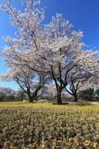 Una scenografia mozzafiato un parco ricco di verde, con alberi che si stagliano su una montagna sullo sfondo, e un fiore di ciliegio che sboccia tra lerba, regalando uno spettacolo di petali colorati che si uniscono in una dolce fioritura