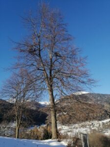 Questa splendida immagine mostra un tiglio di montagna in uno splendido bosco allaperto, con un tronco dalbero quercia e una saggina tra la vegetazione Unimmagine incantevole per gli amanti della natura