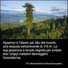 Un albero sempreverde che emerge dalla vegetazione del bosco, con la sua silhouette che si staglia contro il terreno, sovrastato da una grotta di conifere selvagge, ricordando una foresta pluviale