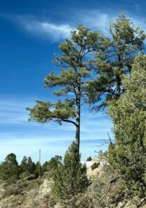 Questa foto mostra uno splendido paesaggio di una selva ricca di vegetazione, con un pino giallo in primo piano che si staglia contro un boschetto di alberi di conifere e betulle Una scena da sogno in cui la natura selvaggia e incontaminata si libera dei suoi colori più vivaci