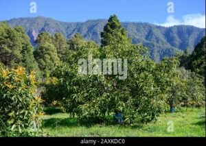 Questa immagine rappresenta la diversità di paesaggi offerti da una montagna ricca di vegetazione Un boschetto di conifere si affaccia su una macchia mediterranea, mentre una foresta pluviale selvaggia cresce sotto una fitta vegetazione del sottobosco Un albero, simbolo di forza e vitalità, domina tutta la scena Unimmagine che riassume la bellezza della terra e della natura selvaggia Un avocado, simbolo di ricchezza, è il tassello che completa la scena