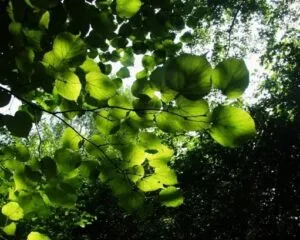 Un boschetto di tigli selvatici della Crimea in una tranquilla giungla verde, con una ricca vegetazione di foglie che si estende nella selva e nella foresta pluviale