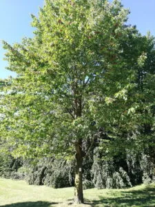 Una foto che rappresenta la magia della natura selvaggia un antico albero di ciliegio circondato da una ricca vegetazione di quercia, tiglio, foglie di alberi, bosco e radure con un vecchio tronco e un frutto che pendono dai rami Una visione che cattura la bellezza selvaggia della natura