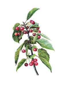 Un selvatico ciliegio in fiore che produce succose ciliegie la frutta ideale per deliziare il tuo palato