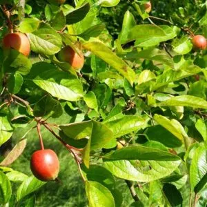 Un albero selvatico con una ricca vegetazione, con foglie, mele, pere e pesche, oltre che una banana, il tutto per un delizioso cibo frutto che offre un prodotto di qualità