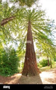 Un gigante della foresta la maestosa pianta della sequoia, con il suo imponente tronco e le sue imponenti conifere che si estendono verso lalto, tra la ricca vegetazione della foresta