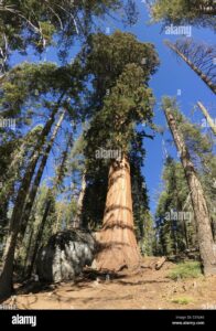 Questa foto mostra un albero gigante rosso che svetta in un bosco di sequoie La trama del terreno si estende in tutte le direzioni, circondata da una ricca vegetazione Un albero imponente, alto e maestoso, svetta in questo paesaggio aperto, con un tronco possente e ben innestato nel Grove