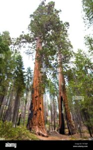 Una sequoia di Sitka nel suo ambiente naturale allaperto un albero maestoso tra la vegetazione di un boschetto ed il bosco di sequoie rosse Un paradiso terrestre