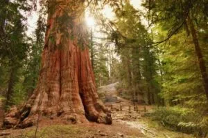 Unimmagine che mostra la bellezza della natura un albero gigante rosso, parte di una foresta pluviale, illuminata dalla luce del sole La vegetazione lussureggiante circostante, il bosco e la terra, offrono un paesaggio di grande fascino ed eleganza, come solo una sequoia può regalare