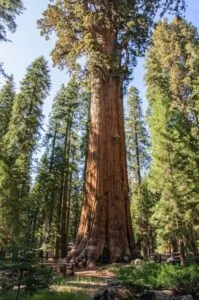 Questa immagine ritrae una scena pacifica e incontaminata di un bosco di alberi sempreverdi, circondato da una vasta vegetazione e un tronco di sequoia che spicca tra gli altri abeti e le altre piante Un boschetto aperto e una fitta foresta si estendono allorizzonte, trasmettendo un senso di pace e benessere