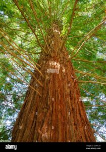 naturaQuesta foto mostra la maestosità di una gigantesca Sequoia che si erge nella foresta, il cui immenso tronco è una testimonianza della forza della natura