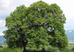 Un albero magico con la sua Quercia, Pianta e Tiglio che cresce insieme in un unico ambiente Una visione suggestiva in cui lAlbero è un simbolo di armonia e bellezza