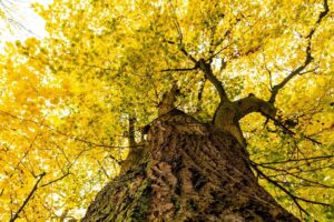 Questa foto mostra la folgorante bellezza autunnale di un albero; un tronco dalbero robusto sostiene le foglie verdi di una pianta, inondata di luce dorata dal sole che illumina la vegetazione circostante Una vista che lascia senza fiato