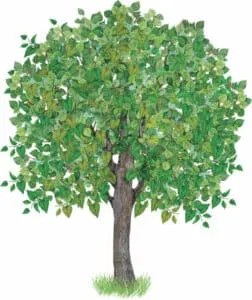 Questa immagine mostra la bellezza e larmonia della natura Una pianta di bambù Soumei, un albero di quercia, un tronco di tiglio e una pianta erbacea in un vaso, si riuniscono insieme in un paesaggio suggestivo, arricchito da una foglia di bambù Uno spettacolo di natura che cattura la mente