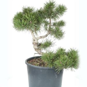 Questa immagine mostra una scena incantevole una pianta di ginepro mugo in un vaso, che rappresenta la bellezza e larmonia delle conifere Si tratta di un bonsai, una varietà di pino mugomesale che è stato modellato e curato con cura Una visione che evoca la forza e la grazia di un albero