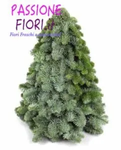 Questo è un abete normanno, una specie di pino conifero con foglie aghiformi e una corteccia rossastra È uno degli alberi più comuni e più belli da vedere, perfetto per arredare giardini e parchi