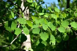 Questa immagine mostra una vista mozzafiato di una vegetazione lussureggiante con alberi di pioppo tremulo, quercia, tiglio, betulla e altri alberi I tronchi dalbero sono ricchi di foglie di tutte le sfumature di verde, mentre i rami sono carichi di frutti di stagione Una visuale davvero deliziosa della natura in tutto il suo splendore!