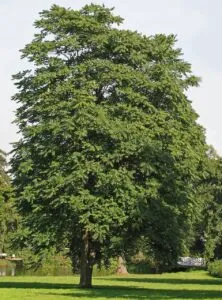 Questa immagine mostra una varietà di alberi nel loro splendore autunnale Al centro cè un tiglio, con le sue foglie gialle e marroni Di lato si possono vedere un tronco di quercia, un platano, una foglia di leafpianta e una di erba Un cielo azzurro con alcune nuvole bianche crea uno sfondo idilliaco