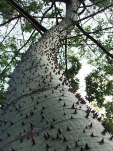 Un albero di cotone con il suo tronco massiccio, un simbolo di forza dalla fonte di una delle più antiche piante conosciute