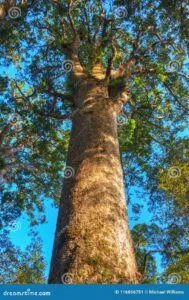 Un albero di Kauri, una pianta che è una delle più grandi e antiche della Nuova Zelanda, con un tronco che ricorda quello di una quercia o di un tiglio La sua vegetazione può ricordare lalbero di Para Gomma, una specie dalle foglie grandi e brillanti