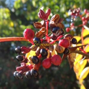 Un albero miracoloso regala al mondo cibi deliziosi come bacche di mirtillo, frutta, prodotti di vespa e ciliegie come se fossero un lampadario di cibo
