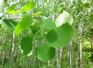 Questa suggestiva fotografia ritrae un boschetto di pioppi tremuli, quercie e tigli, un magnifico esempio di vegetazione della foresta pluviale I colori intensi delle foglie verdi e del fogliame creano unatmosfera magica e ricca di biodiversità