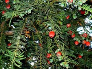 Questa immagine ritrae un albero simbolo del genere Conifera la Taxus Unantica pianta dalle radici profonde, che ricorda la forza della natura e la sua maestosità