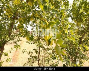 Una foto che ritrae un bosco esotico con alberi di quercia, tiglio, foglie e vegetazione che si estendono verso la terra sottostante Unimmagine che rappresenta la bellezza della natura e la diversità dei boschi nel mondo