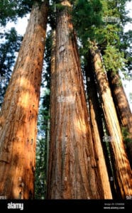 Questa immagine mostra un albero gigante rosso, una pianta di Sequoia che emerge da un suggestivo boschetto di alberi e vegetazione Il tronco massiccio e imponente dellalbero domina la foresta, regalando una vista mozzafiato della terra e della sua meravigliosa vegetazione