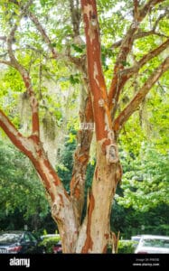 Unauto che passa da un bosco fatto di tigli, querce, aceri e altra vegetazione, illuminata dal sole che passa tra le crepe del tronco di un antico albero