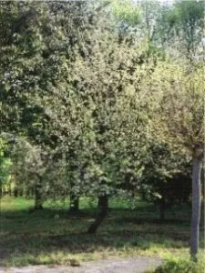 Un albero selvatico si erge solitario nella terra, con il suo tronco forte e imponente che svetta tra la vegetazione del bosco, tra conifere, macchia e un tappeto di erba Lalbero è il simbolo della natura, una presenza che resiste al passare del tempo