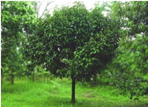 Un frutto esotico come il durian cresce su un albero in una lussureggiante vegetazione, in una terra ricca di boschi verdi Unimmagine che rappresenta labbondanza della natura e la sua generosità, offrendo prelibatezze come questa deliziosa e nutriente frutta