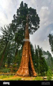 Questa immagine ci mostra la bellezza e la maestosità di un albero sequoia con il suo tronco che si innalza verso il cielo, circondato da una foresta pluviale di alberi e vegetazione lussureggiante Rappresenta la natura incontaminata della terra in tutta la sua gloria Uno scorcio straordinario e unico, fonte di ispirazione per tutti noi