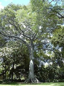 FoglieUnimmagine che ritrae una vista di un bosco di querce e tigli, con il tronco di un albero in primo piano, circondato da una folta vegetazione di cotone e foglie che si estendono fino allorizzonte Un paesaggio incontaminato che ci ricorda il valore della terra