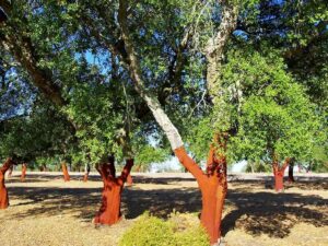 Unimmagine che ritrae una quercia da sughero in mezzo a una radura, con un boschetto di alberi in lontananza, che si riflette su una terra ricca di vegetazione Un paesaggio naturale, allaperto, in un parco ricco di alberi e quercie