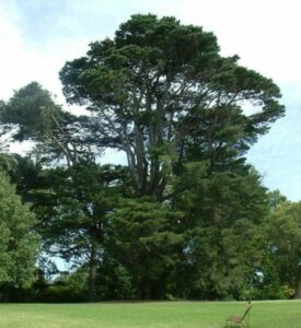 Questa immagine mostra una vista panoramica di una zona boscosa costiera, affacciata sul Monterey Cypress In primo piano, un boschetto di conifere tra cui Pini e Querce circondano una ricca vegetazione di erba e terra, creando uno scenario suggestivo e affascinante
